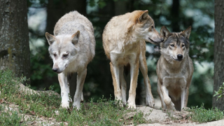 Wolves on a rock in the forest.